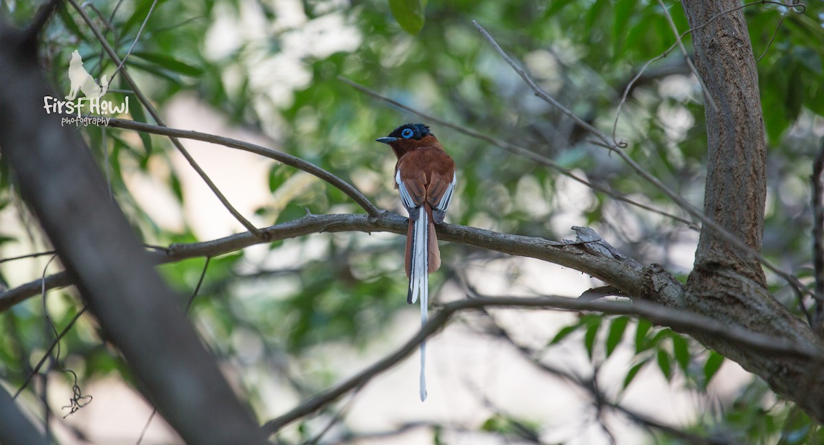 Malagasy Paradise-Flycatcher - ML105344191