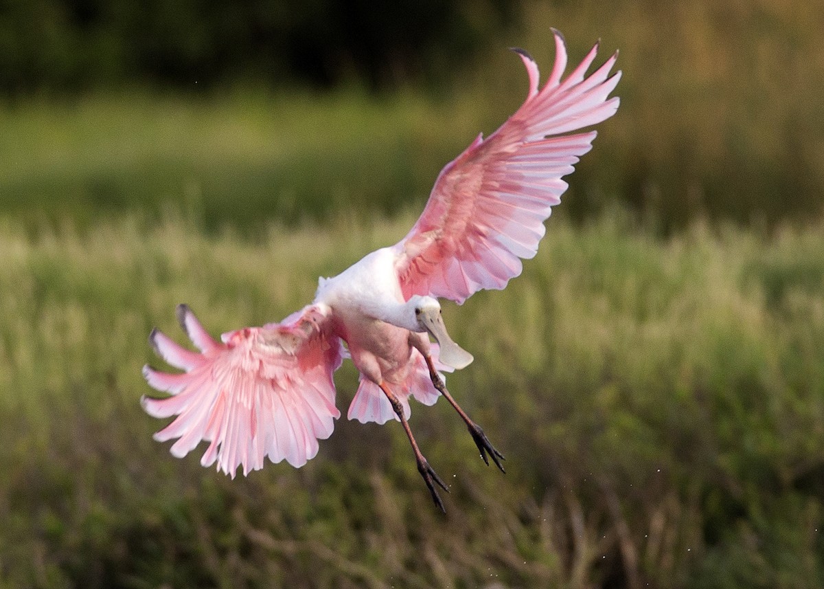 Roseate Spoonbill - ML105344261