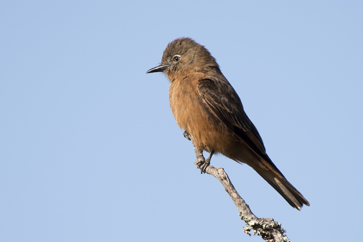 Cliff Flycatcher - Luiz Carlos Ramassotti