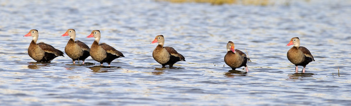 Black-bellied Whistling-Duck - ML105344831