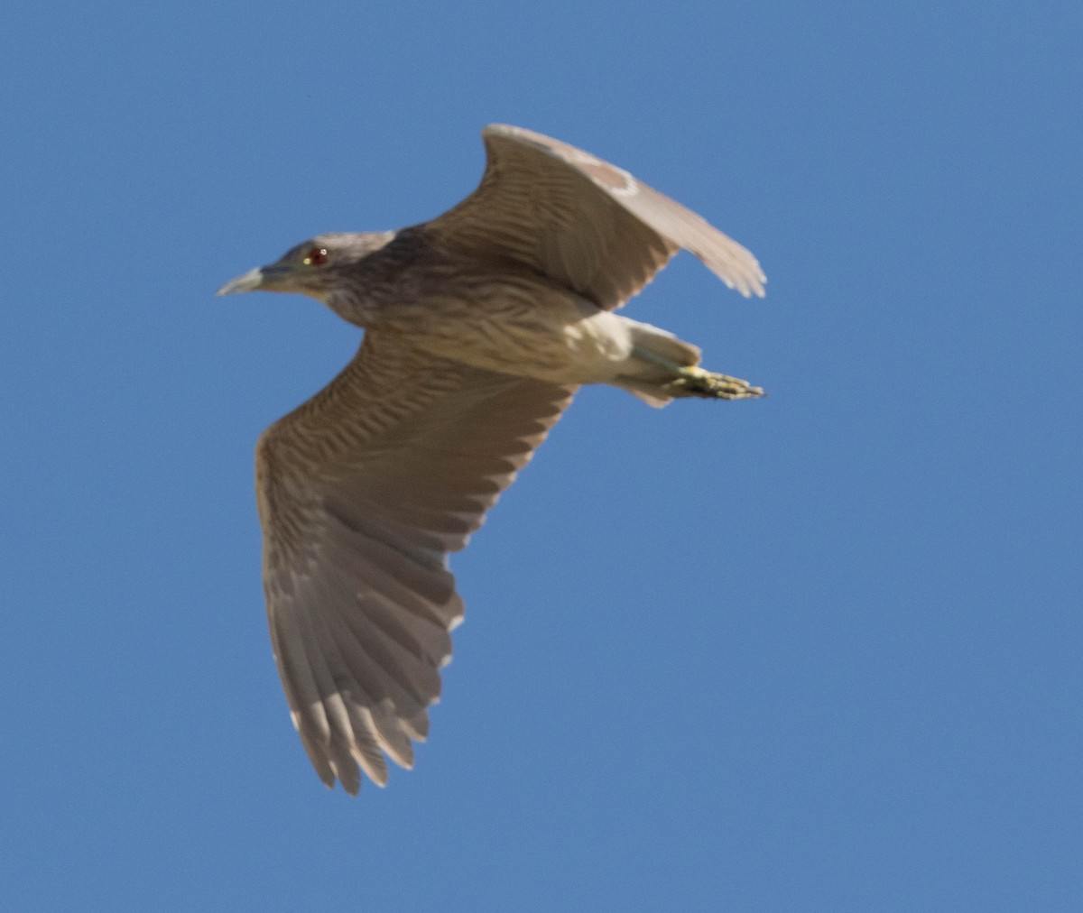 Black-crowned Night Heron - ML105345111