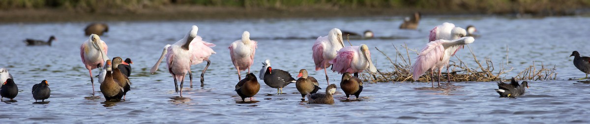 Dendrocygne à ventre noir - ML105345131