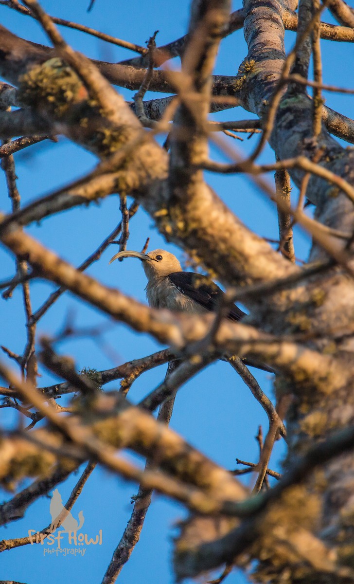 Sickle-billed Vanga - ML105345211