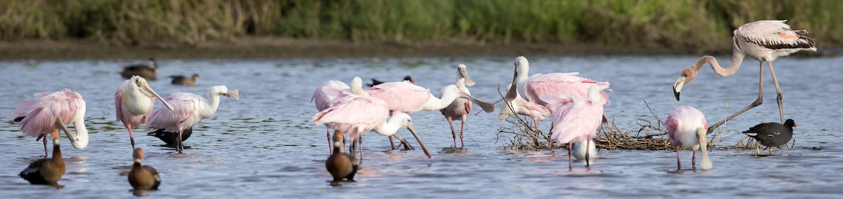 Roseate Spoonbill - ML105345301