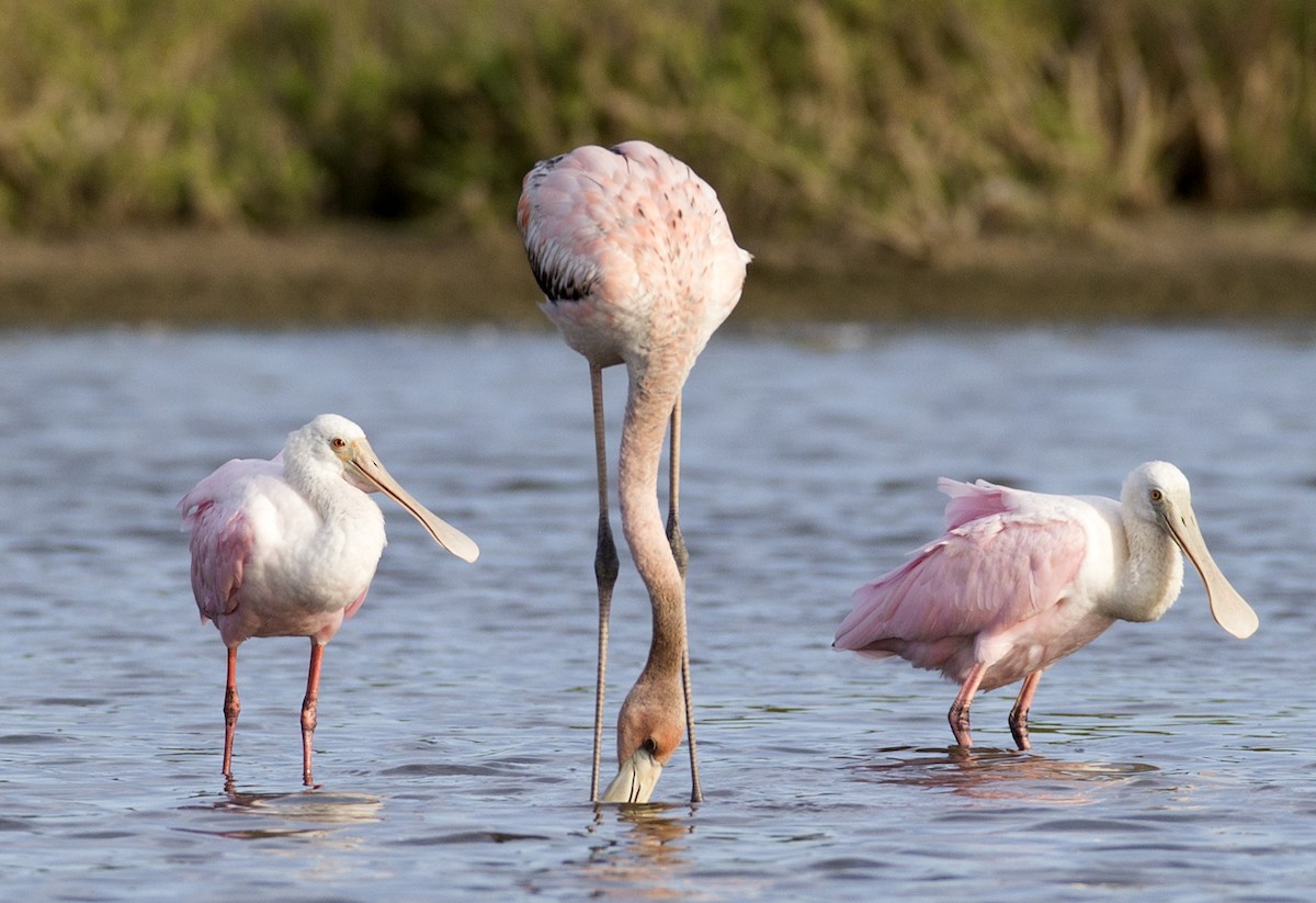 American Flamingo - ML105345651