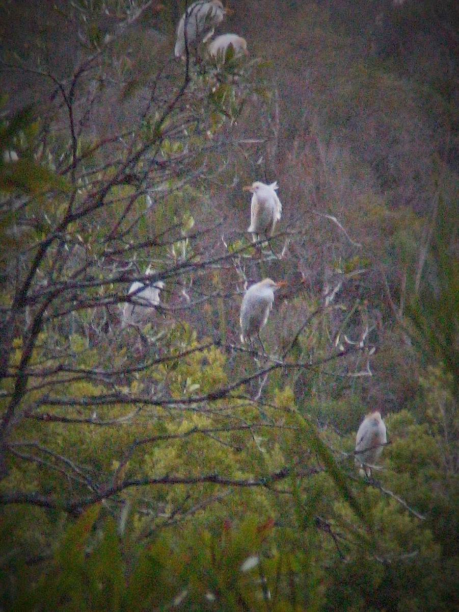 Western Cattle Egret - ML105345831