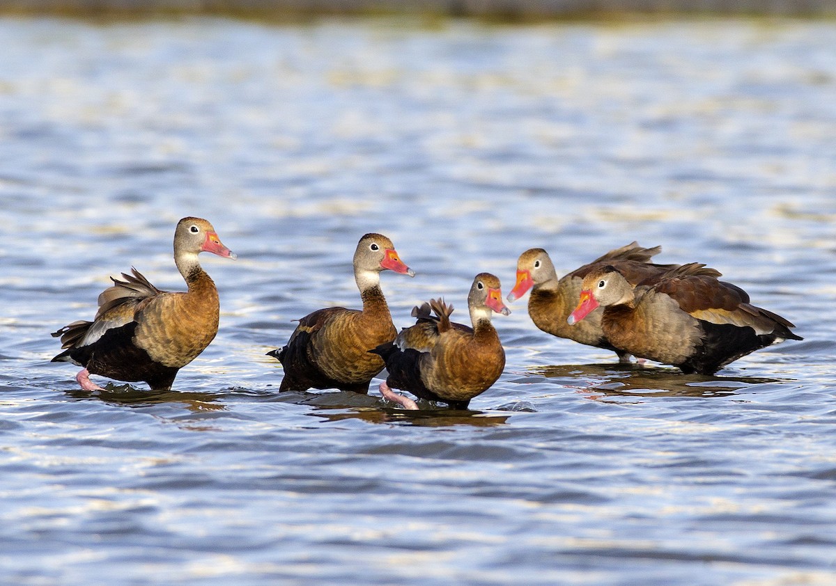 Black-bellied Whistling-Duck - Gregory Peterson