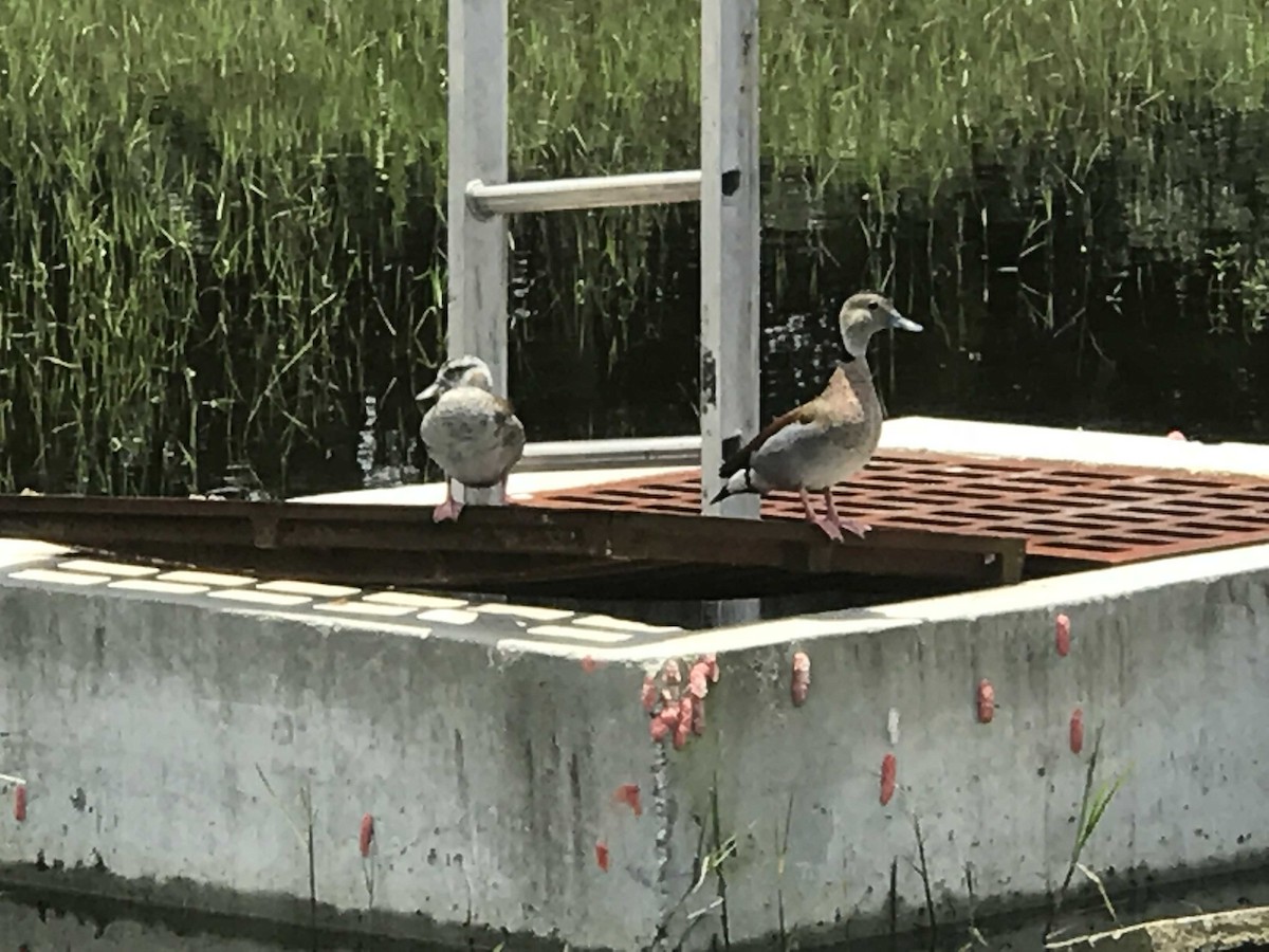 Ringed Teal - ML105346001