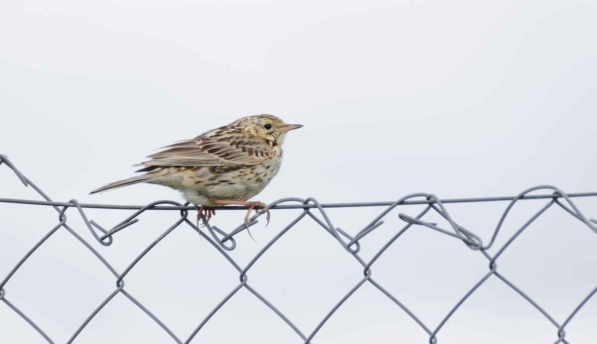 Correndera Pipit - ML105346101