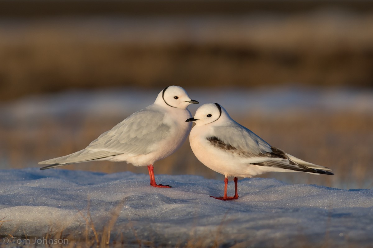Ross's Gull - Tom Johnson