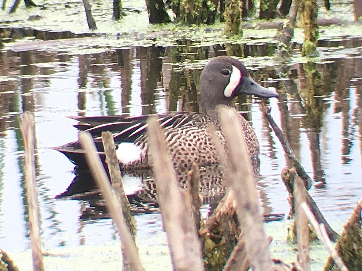 Blue-winged Teal - ML105347091
