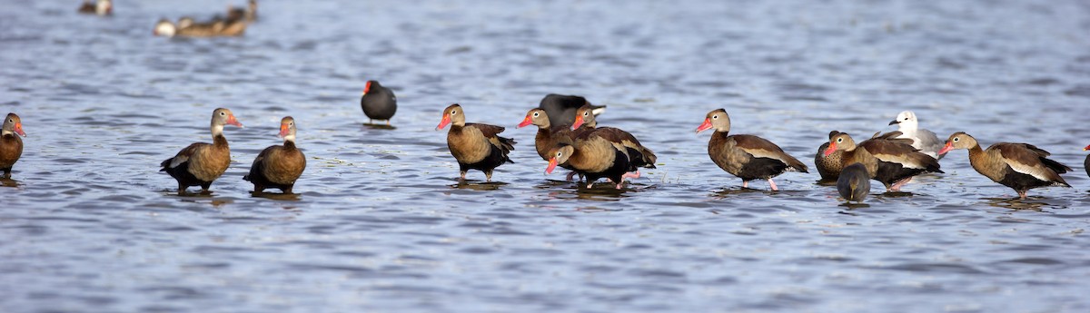 Black-bellied Whistling-Duck - Gregory Peterson