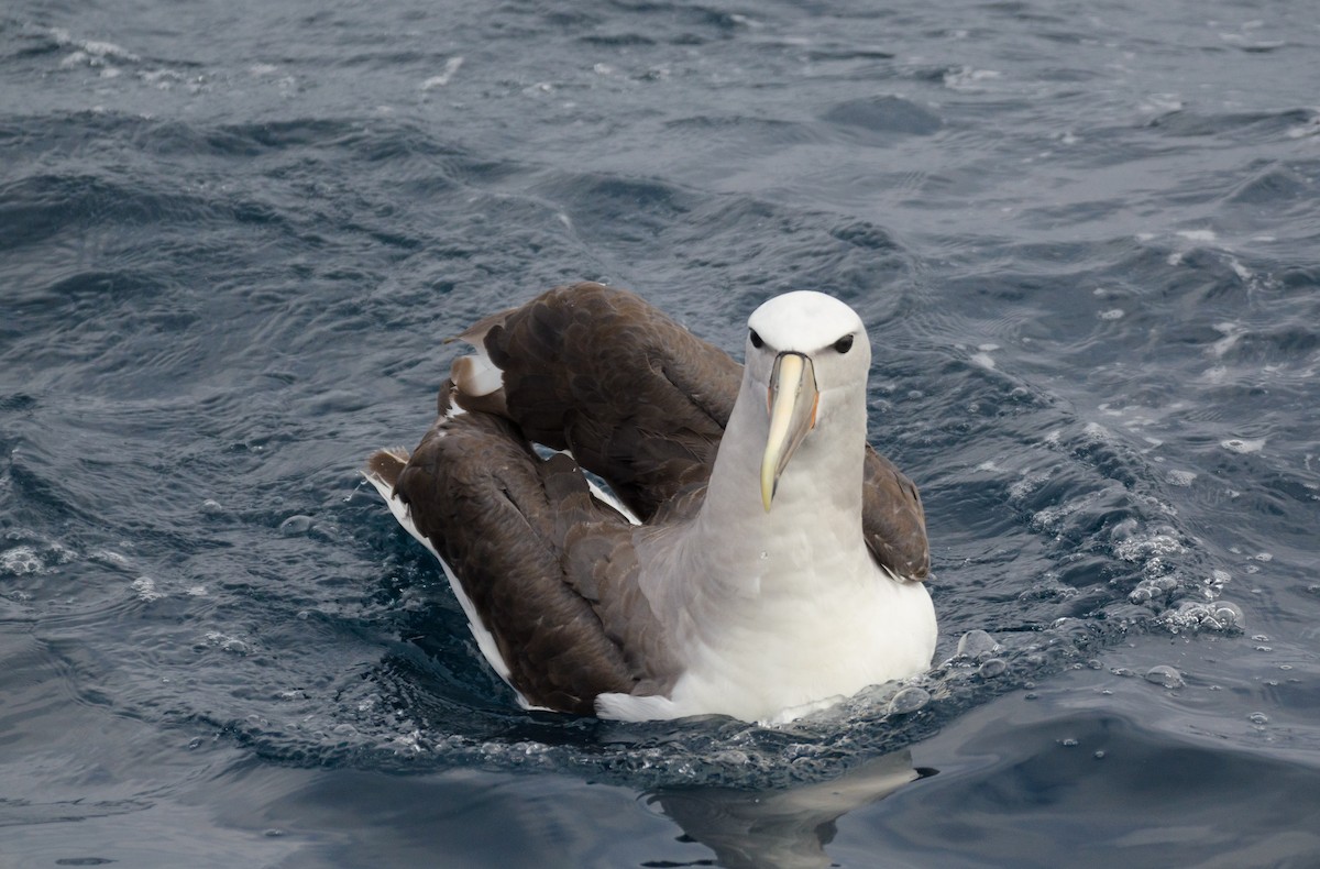 Salvin's Albatross - ML105347711