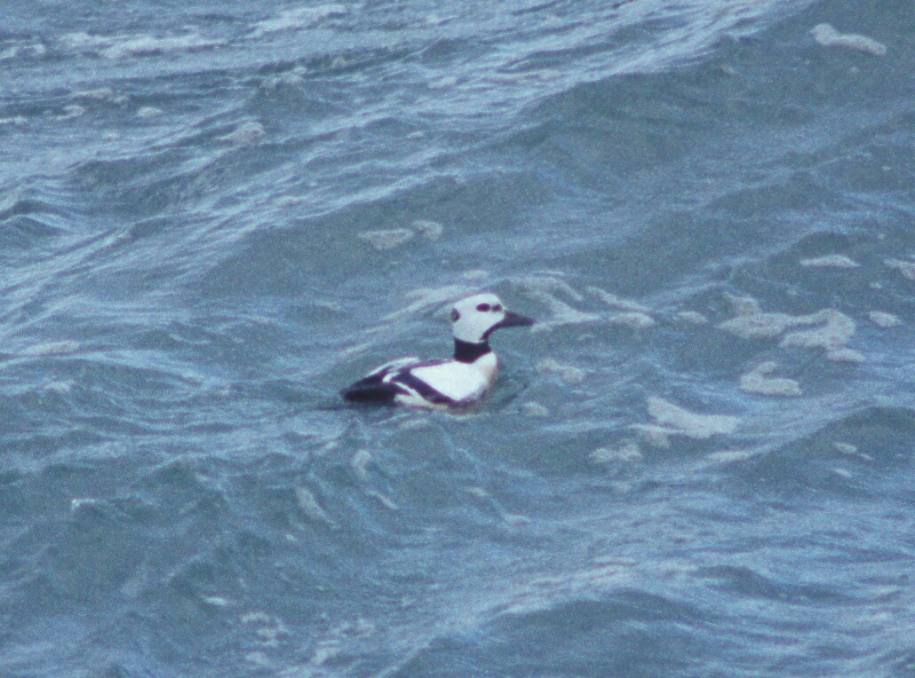 Steller's Eider - Steve Summers