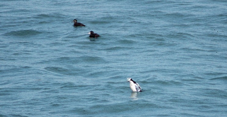 Steller's Eider - ML105348521