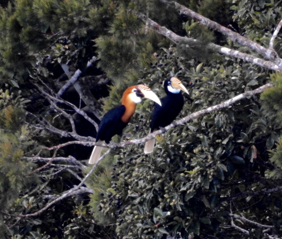 Blyth's Hornbill - ML105349281