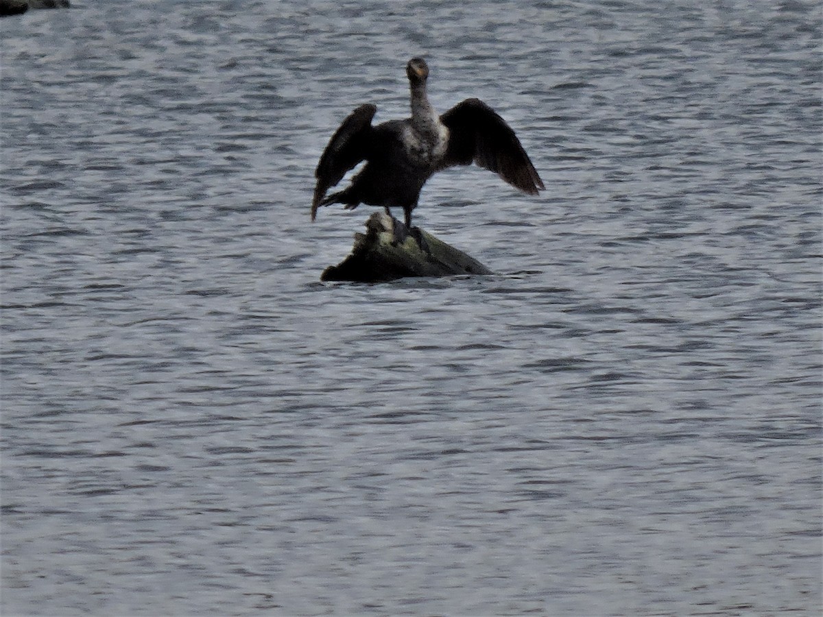Double-crested Cormorant - ML105349891