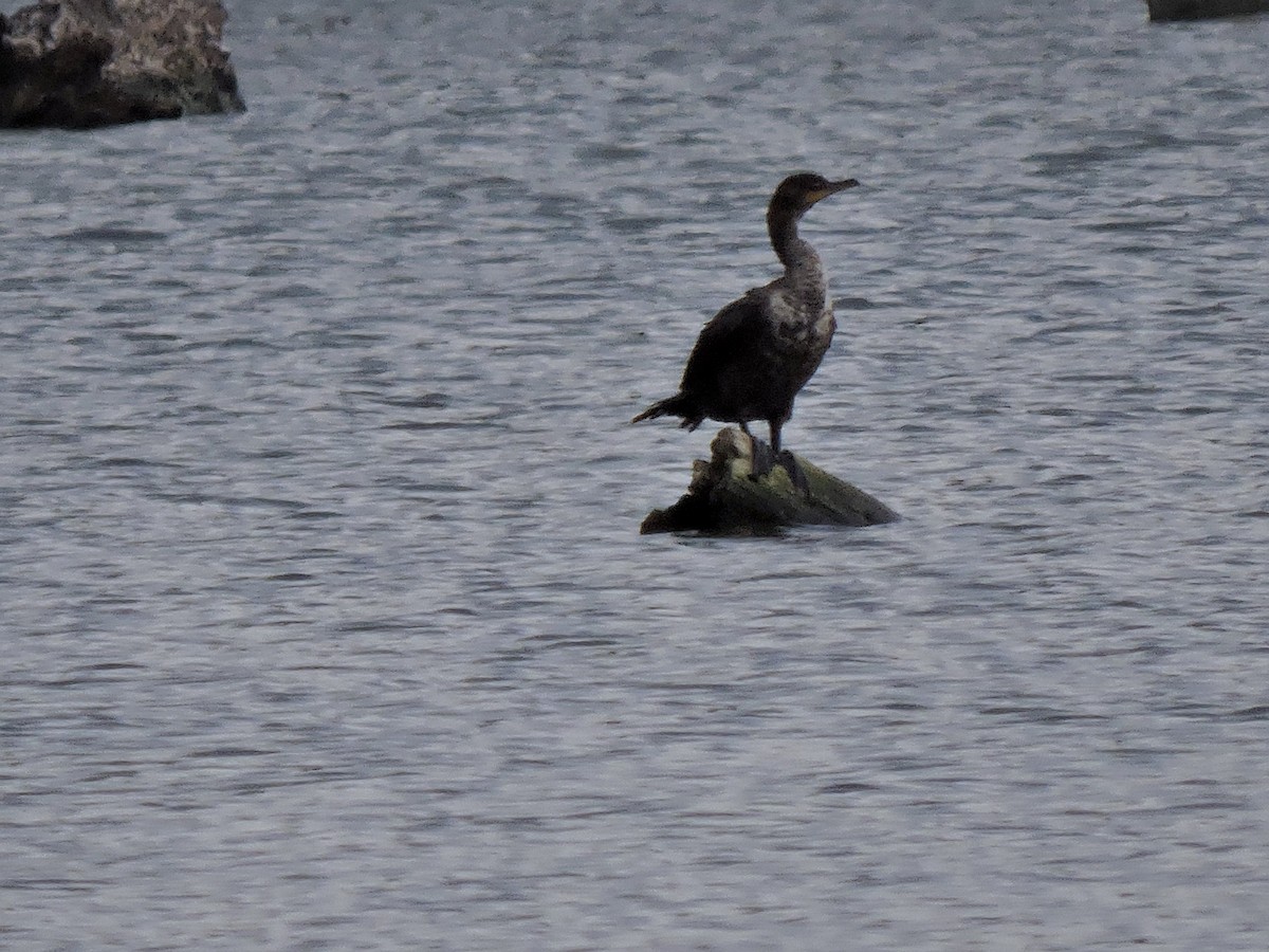Double-crested Cormorant - ML105349951