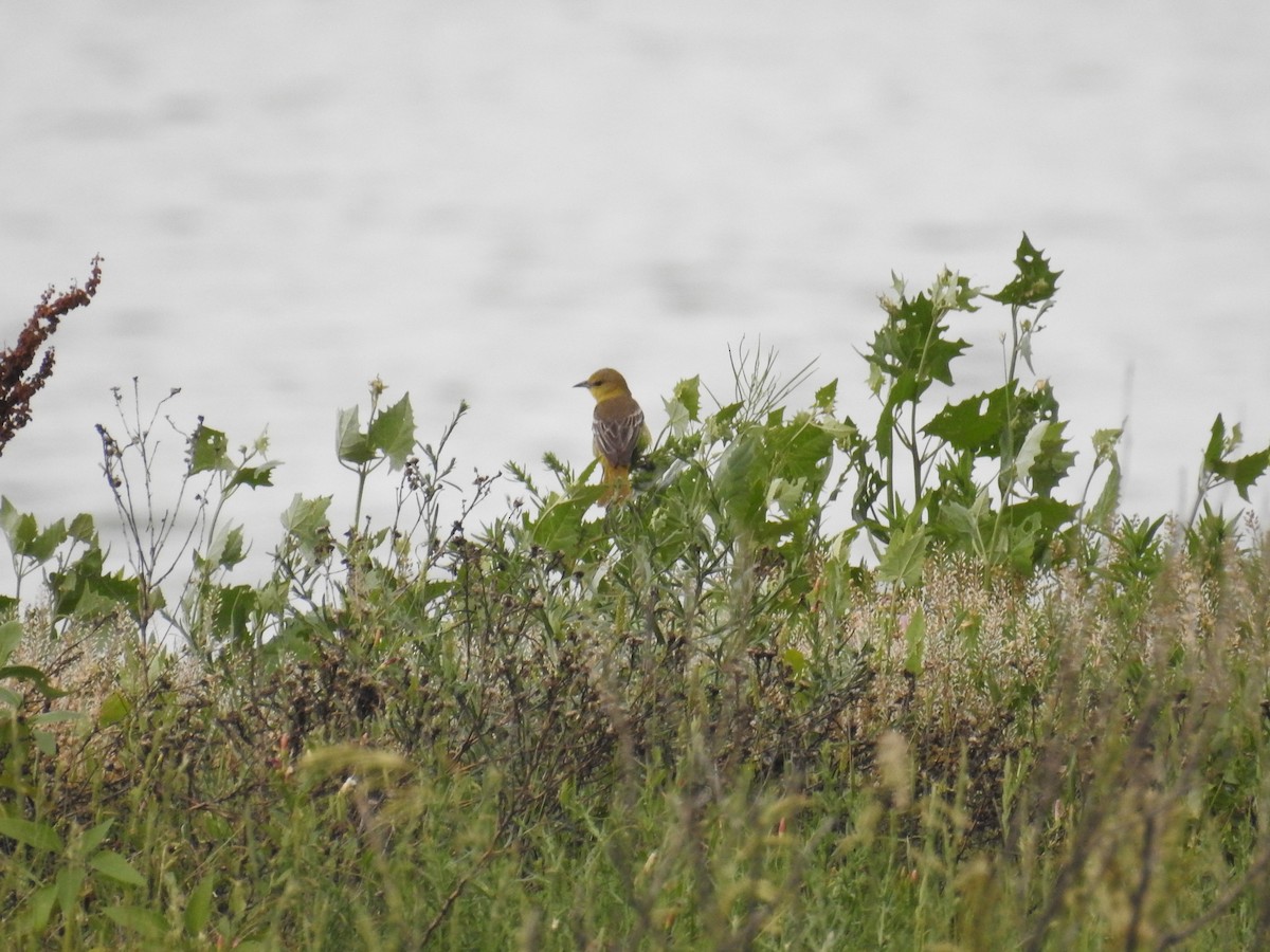 Orchard Oriole - ML105350081