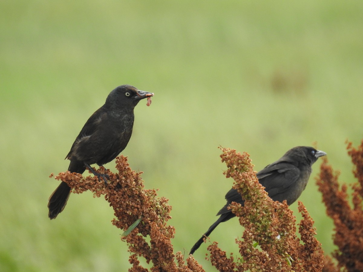 Common Grackle - ML105350221