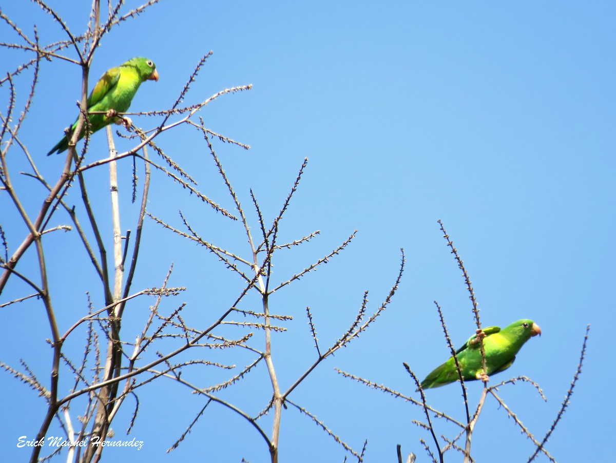 Orange-chinned Parakeet - ML105353721