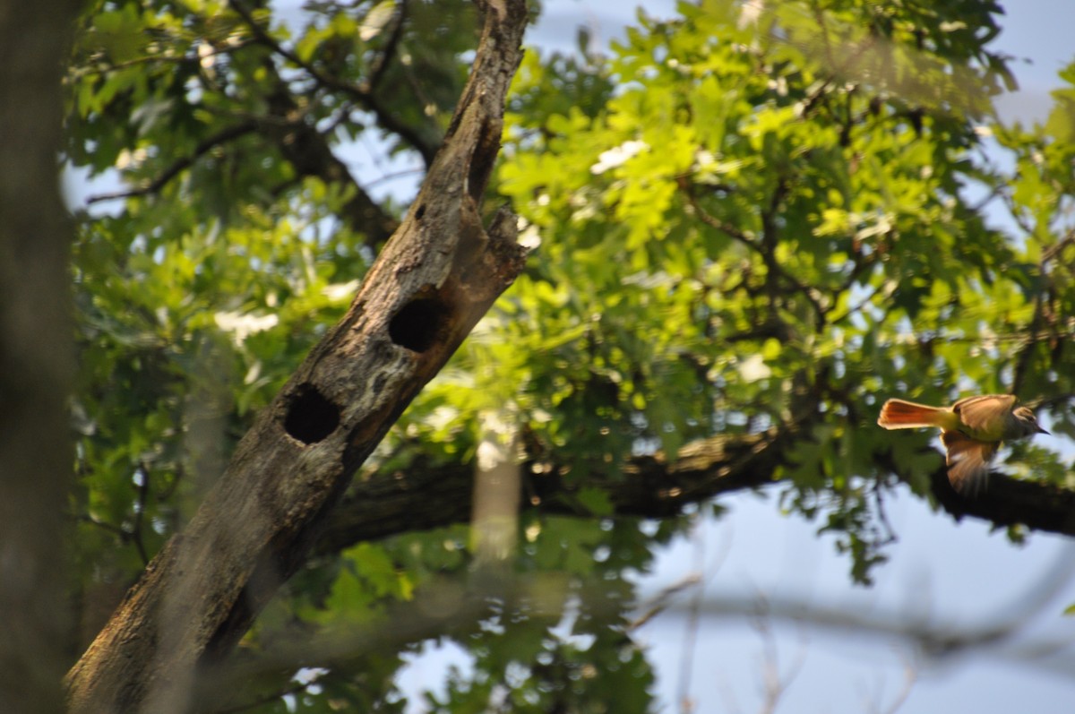 Great Crested Flycatcher - ML105354341