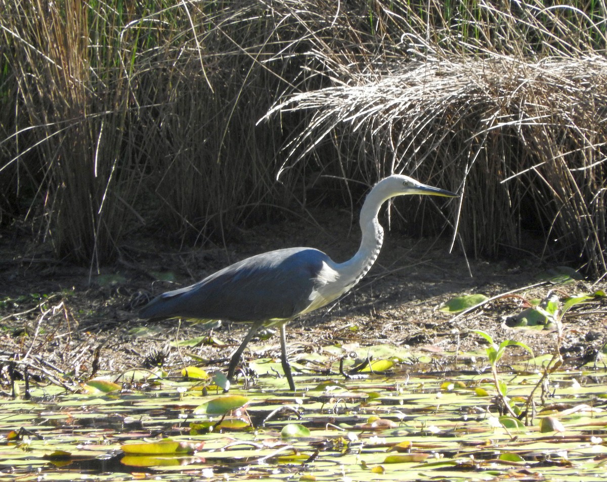 Pacific Heron - ML105355031