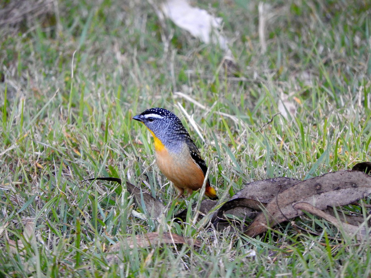 Spotted Pardalote (Spotted) - ML105355161