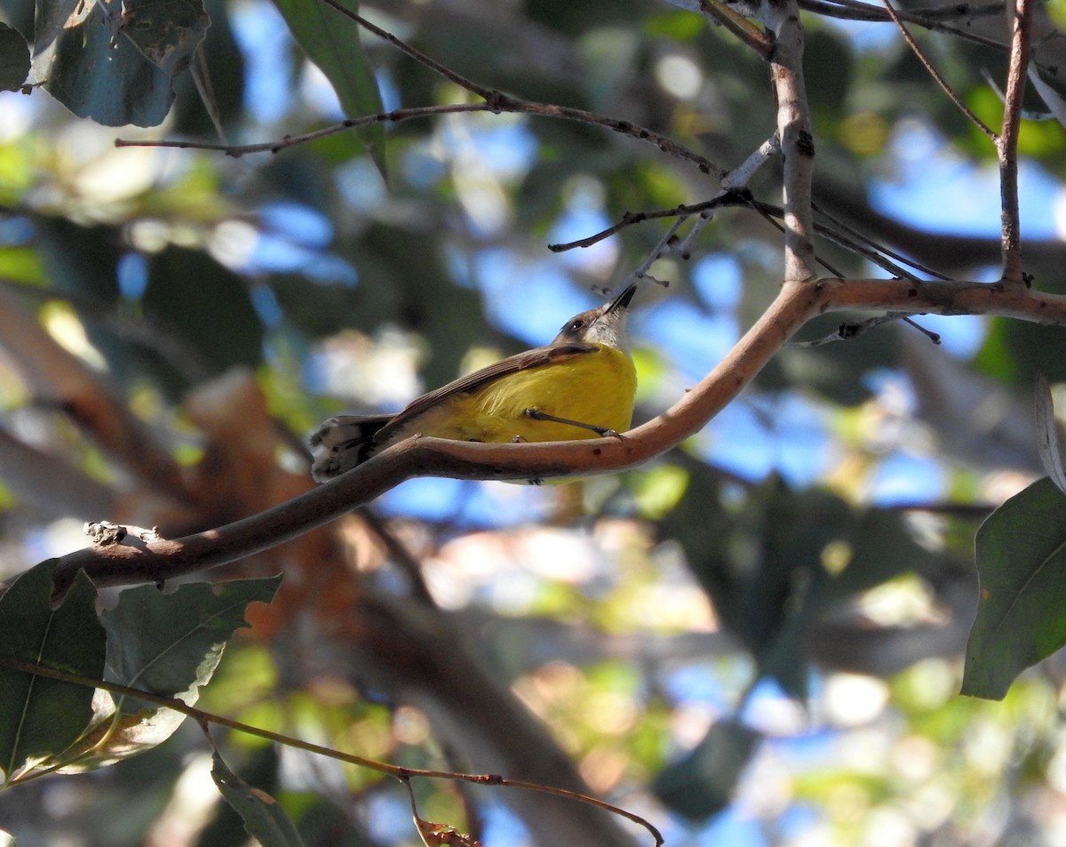 White-throated Gerygone - ML105355171