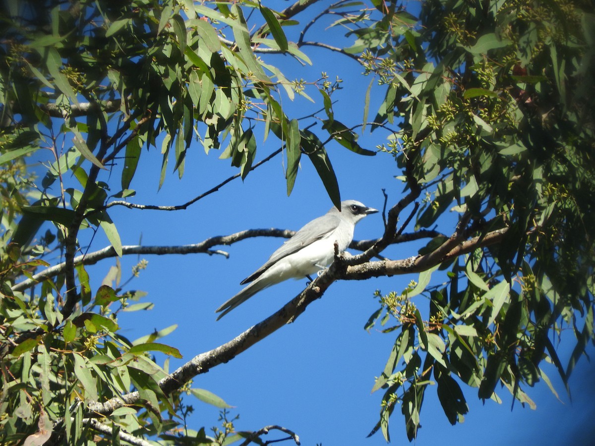 White-bellied Cuckooshrike - ML105355231