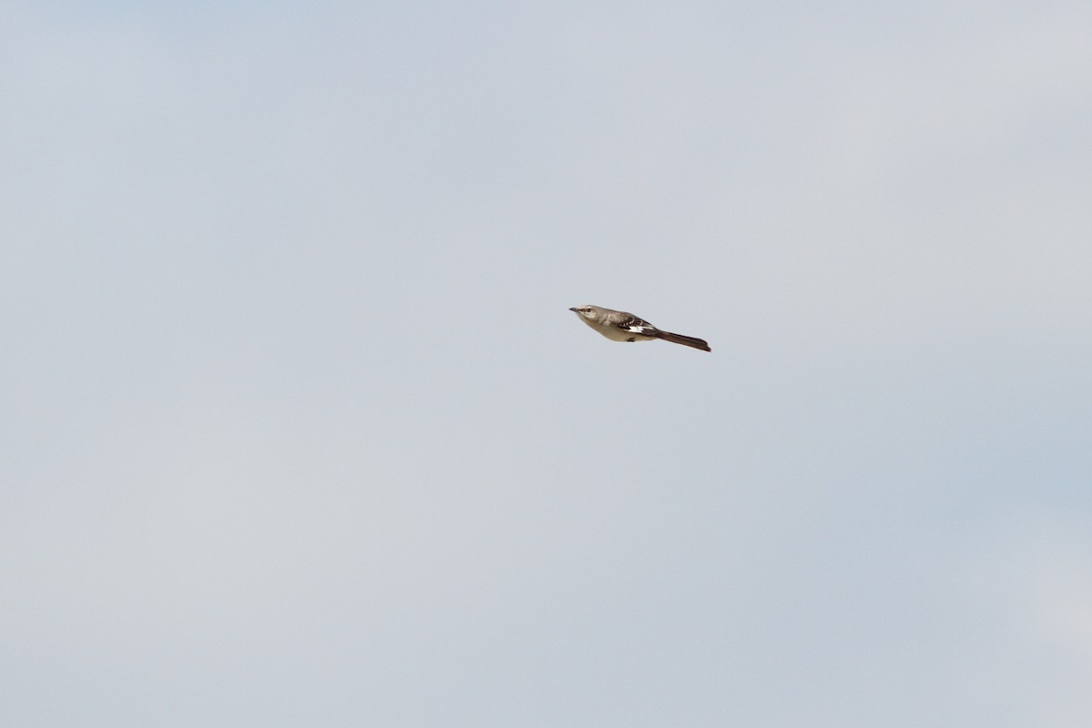 Northern Mockingbird - ML105356361