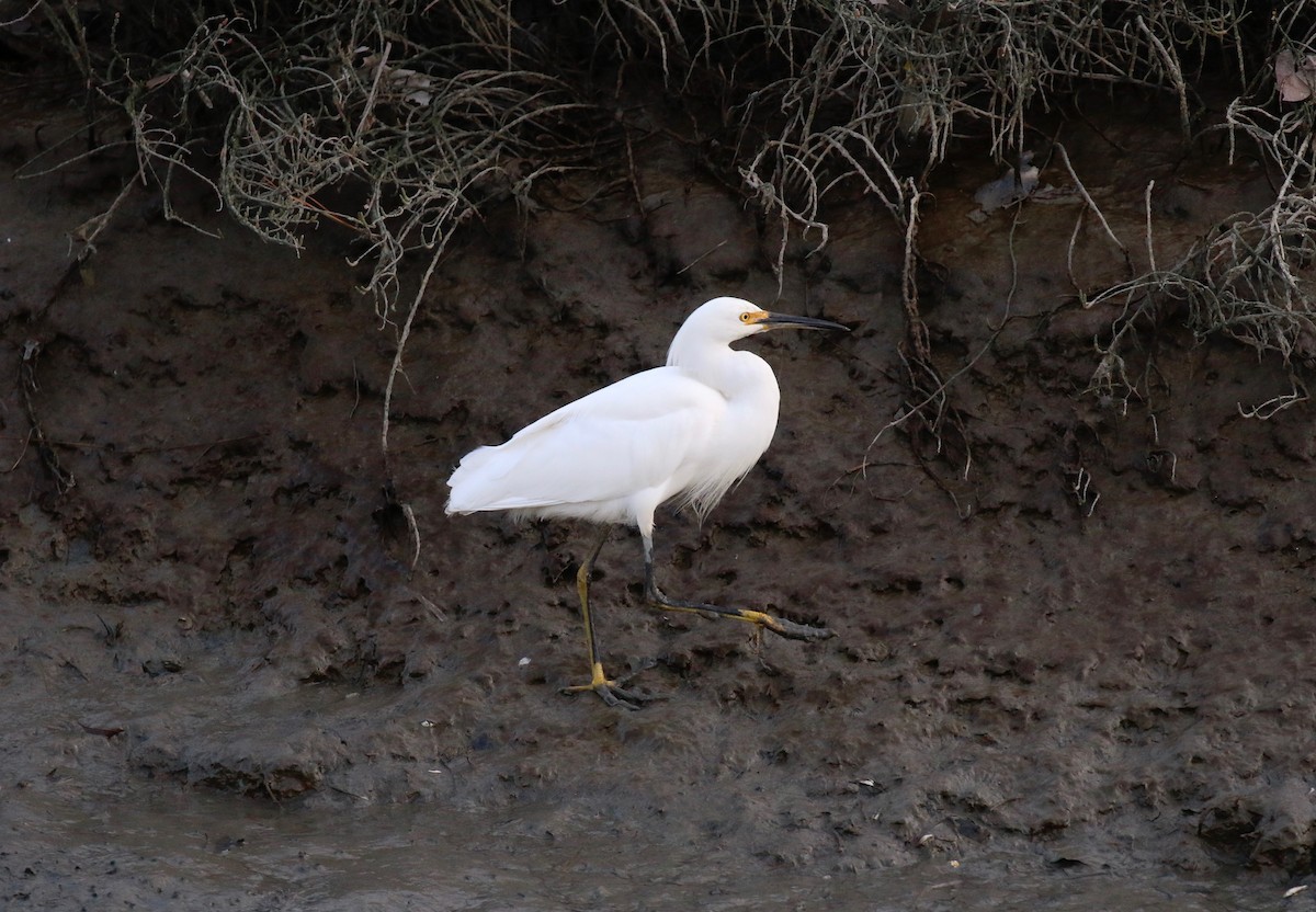 Snowy Egret - ML105357101