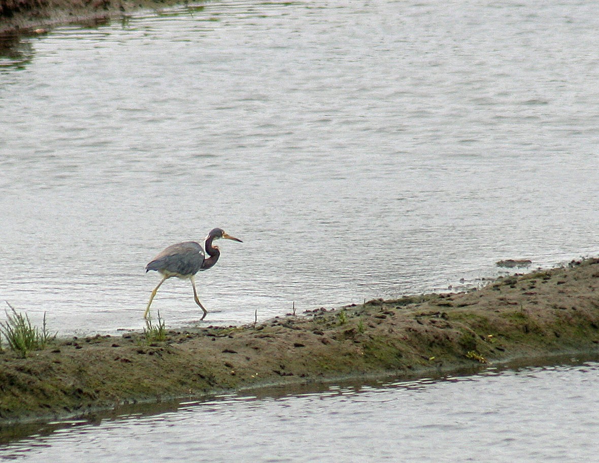 Tricolored Heron - ML105358921