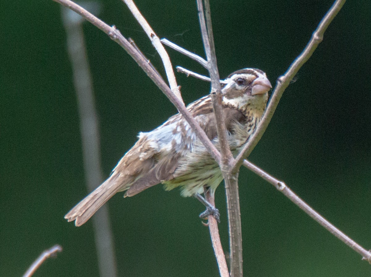 Rose-breasted Grosbeak - ML105358931