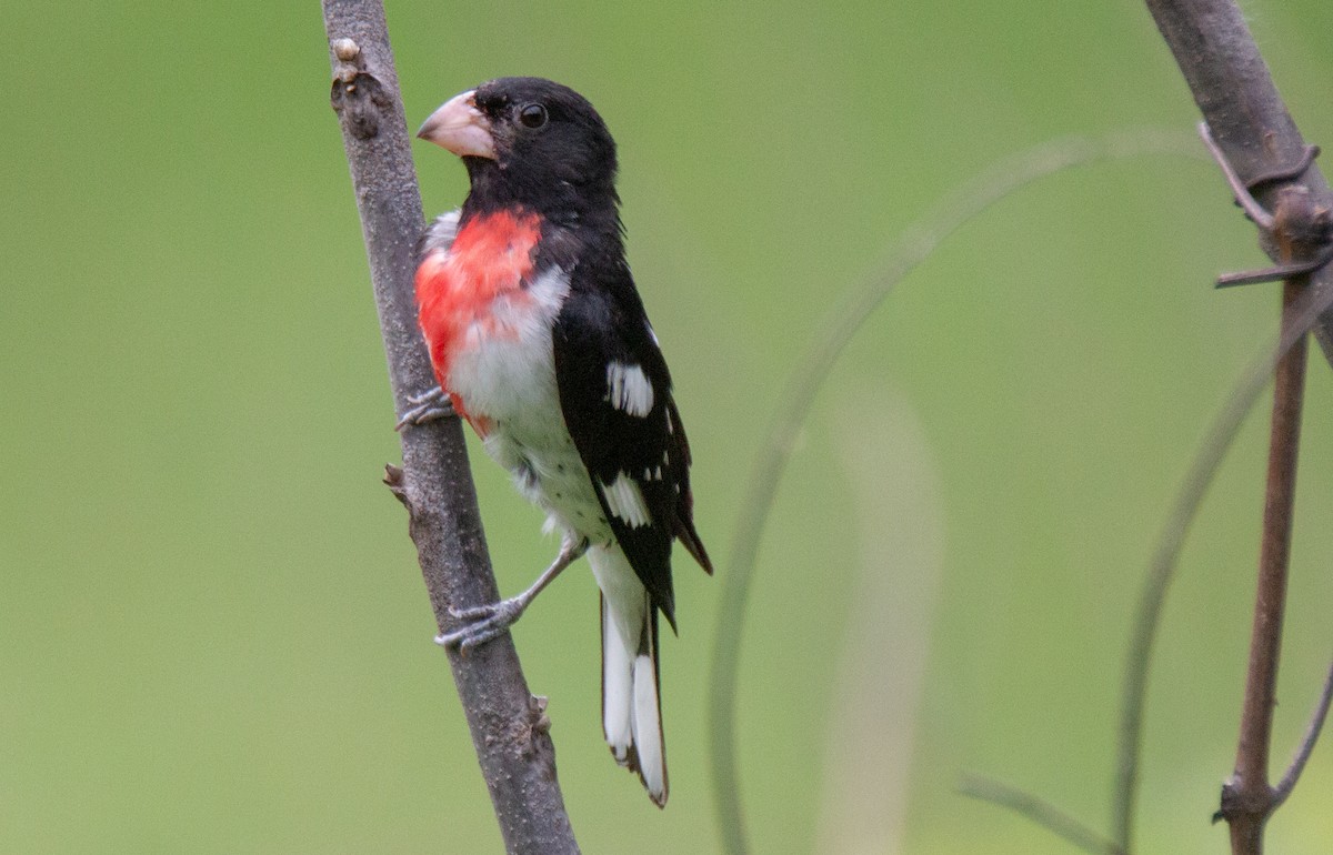 Rose-breasted Grosbeak - ML105358971