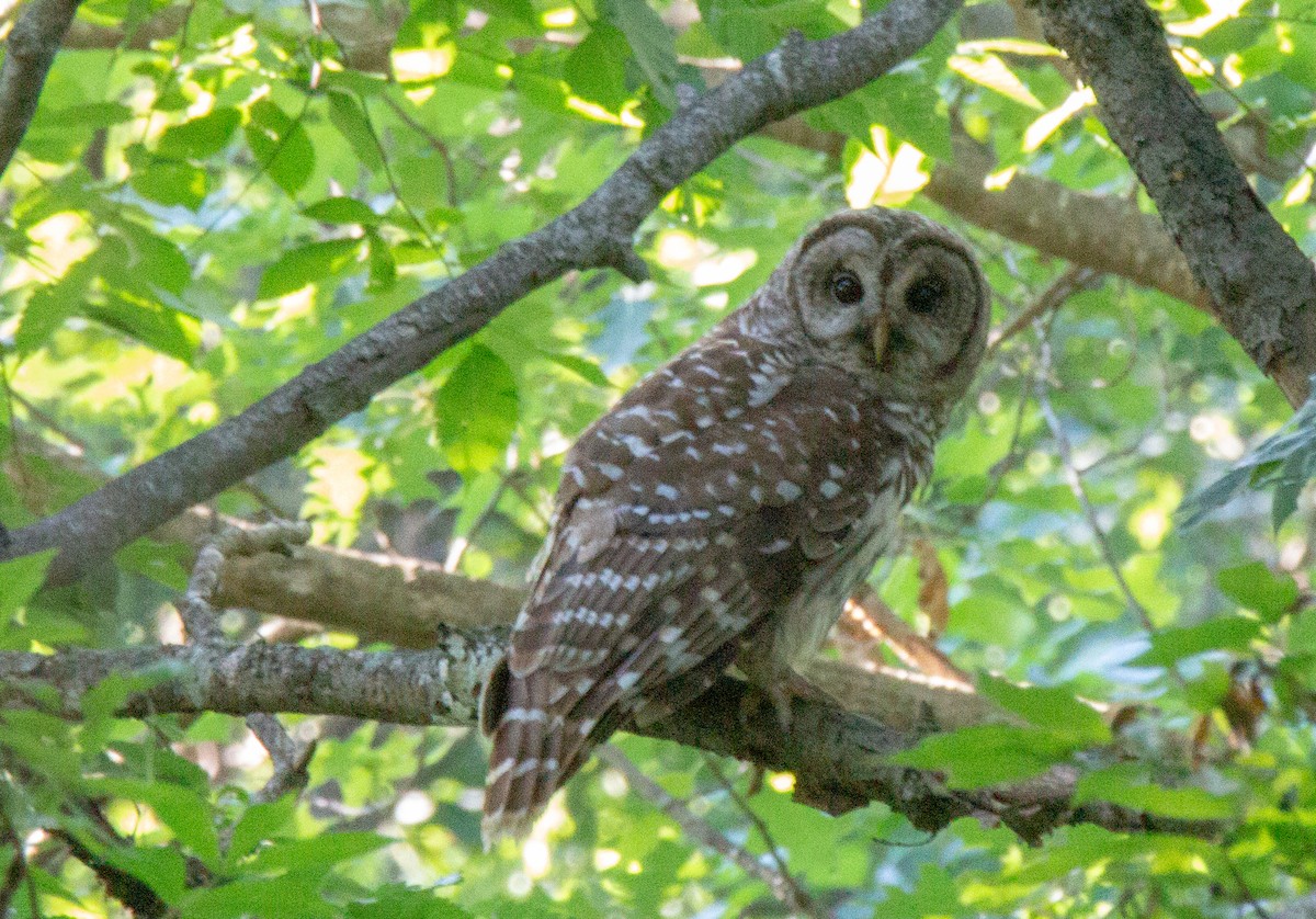 Barred Owl - ML105359081