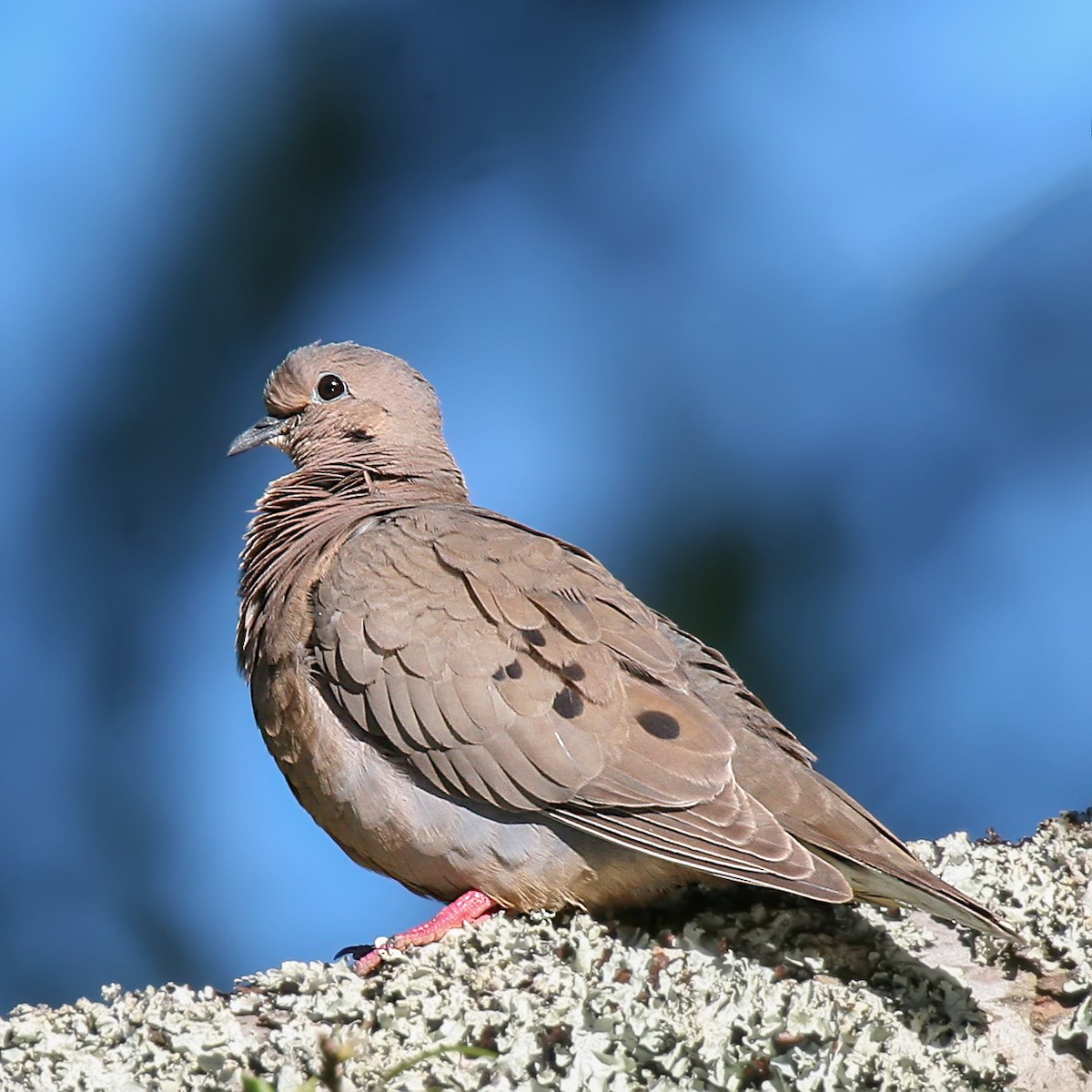 Eared Dove - Pio Marshall