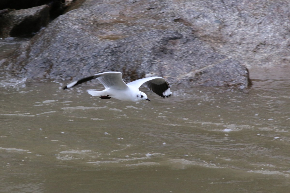 Andean Gull - ML105360131