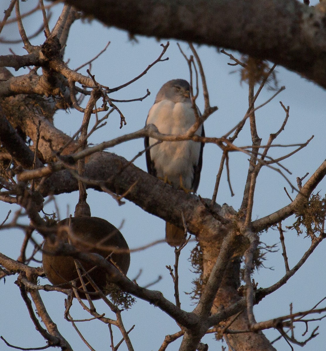 Frances's Sparrowhawk - Michelle Schreder