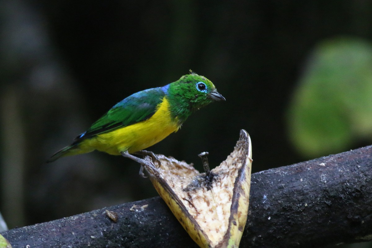 Blue-naped Chlorophonia - ML105360851