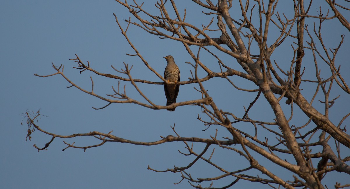 Madagascar Cuckoo - ML105361821