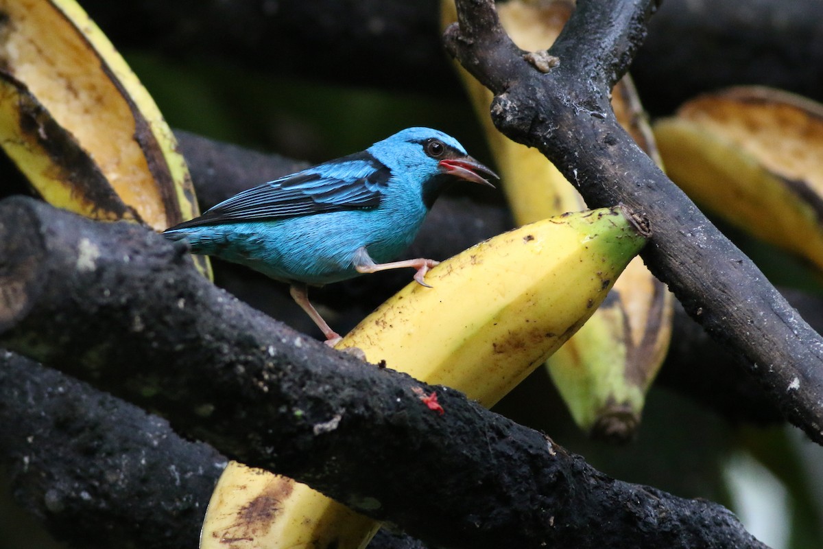 Blue Dacnis - ML105363181