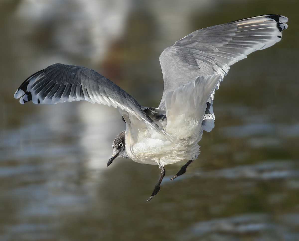 Mouette de Franklin - ML105363211