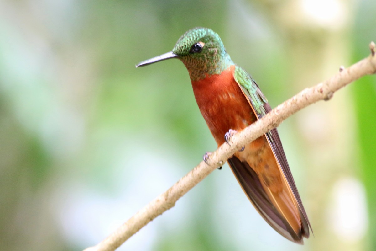 Chestnut-breasted Coronet - ML105363781