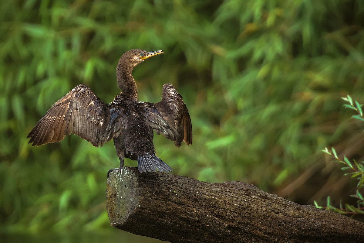 Cormorán Biguá - ML105364601