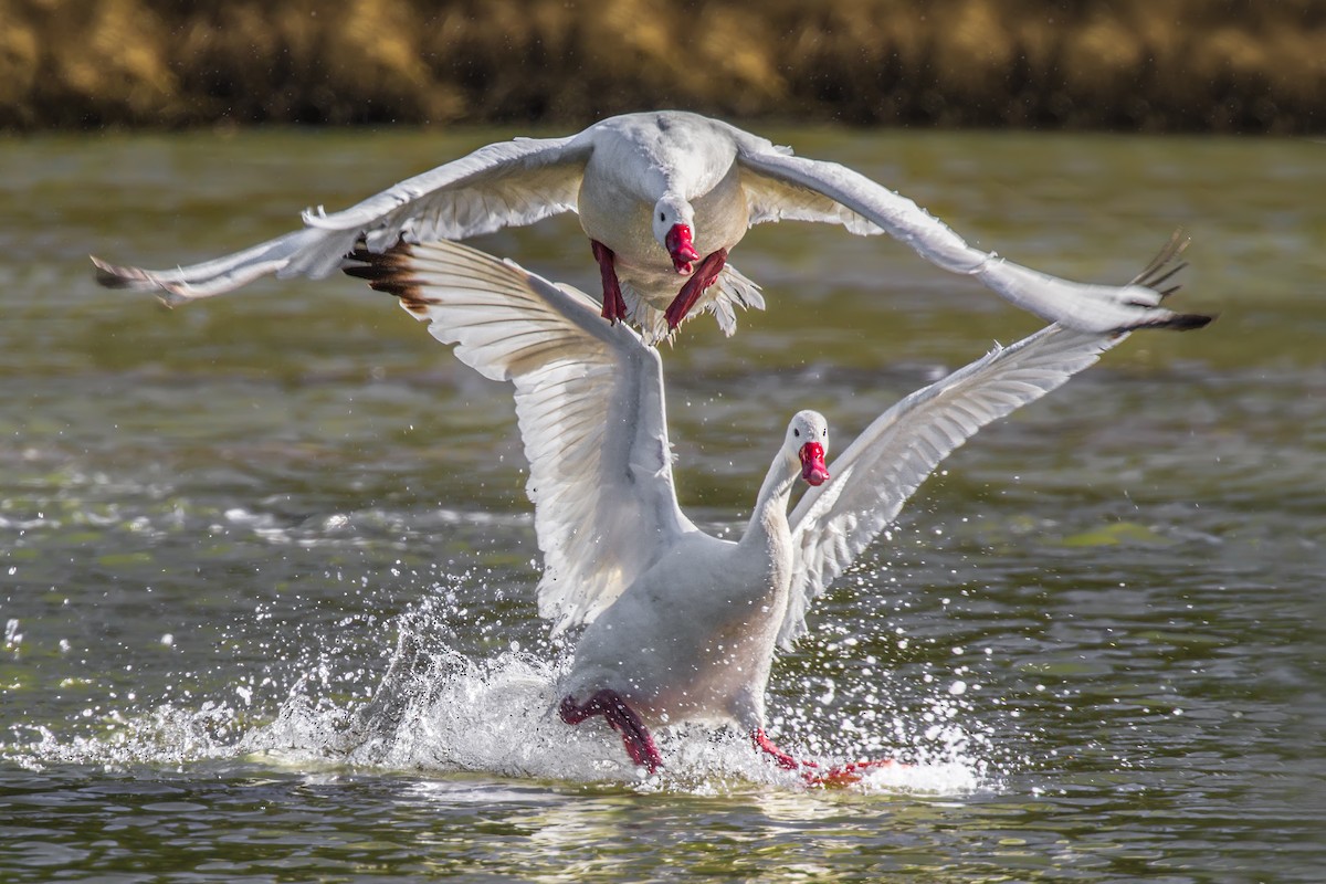 Coscoroba Swan - ML105365161