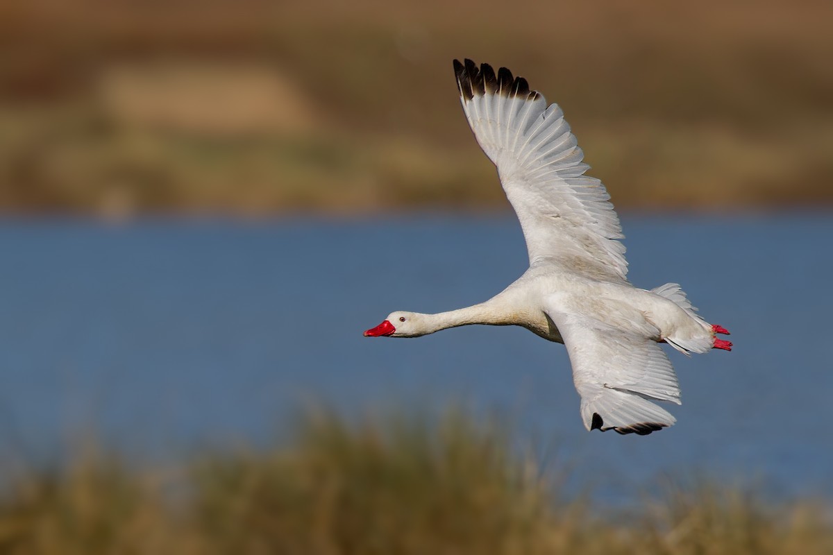 Coscoroba Swan - Pio Marshall