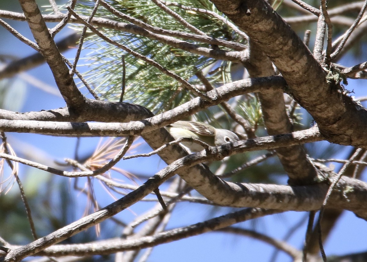 Plumbeous Vireo - Louis Hoeniger