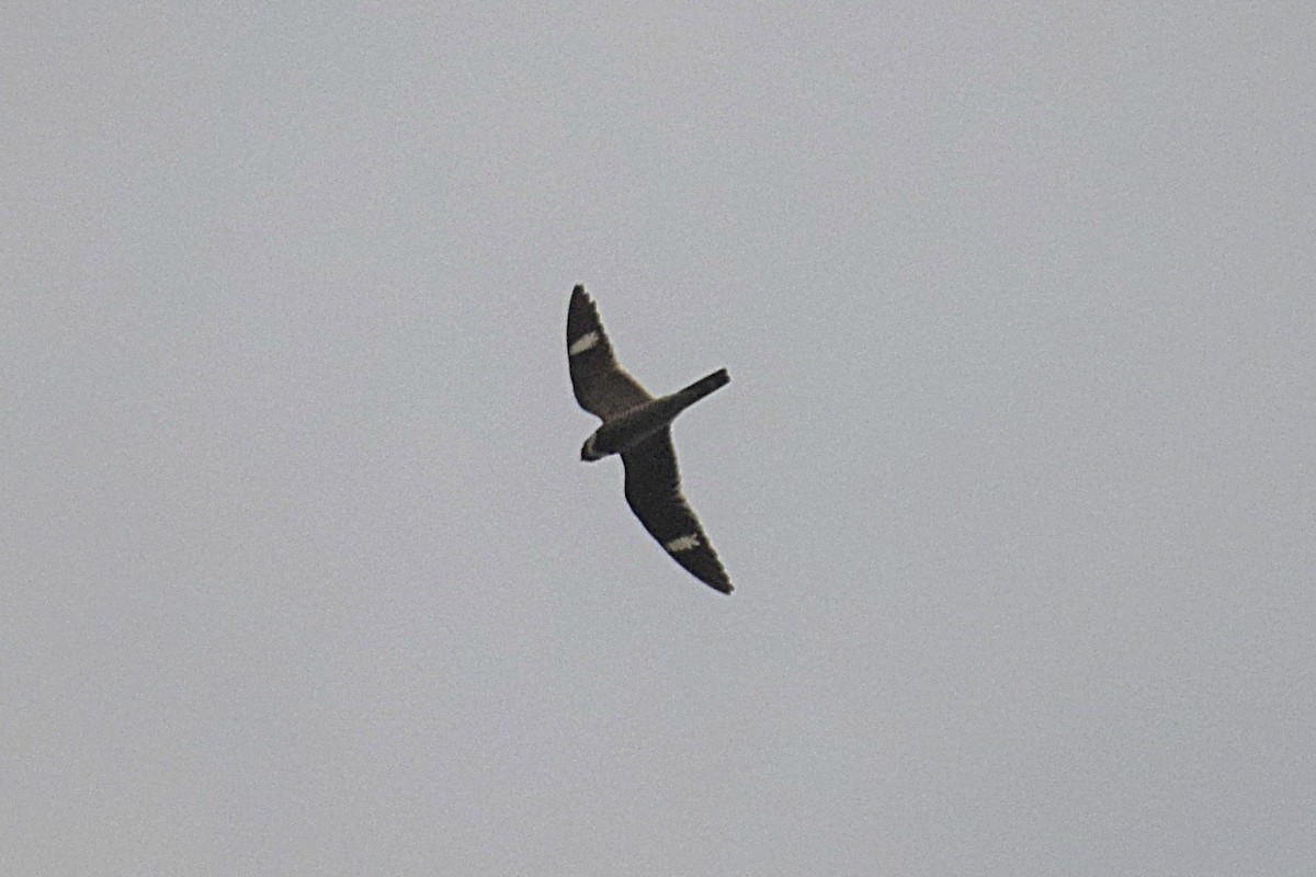 Common Nighthawk - Hugh Barger