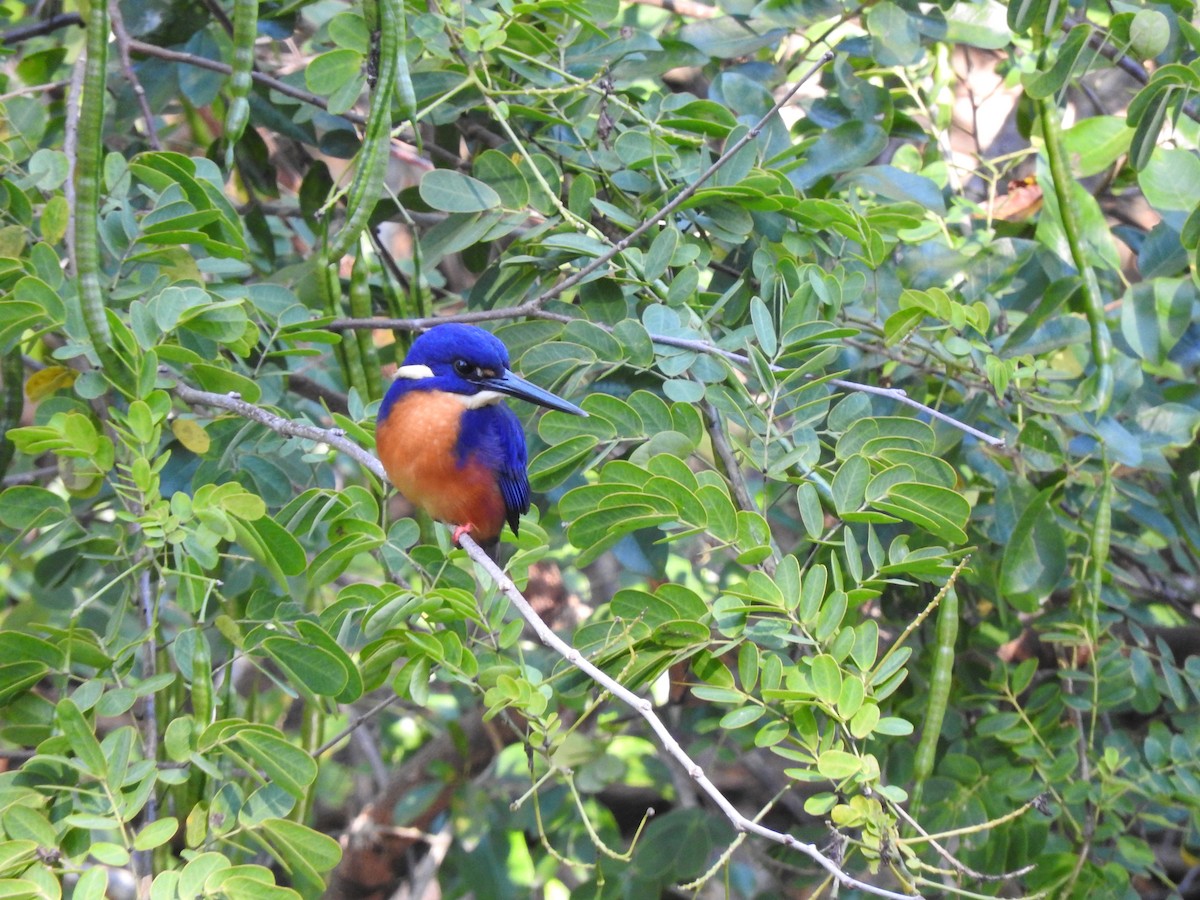 Azure Kingfisher - ML105366571